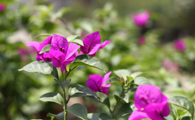 Bougainvillea Flowers Pictures