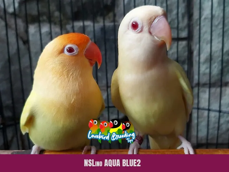 NSL ino Aqua blue1 and blue2 Lovebirds mutation