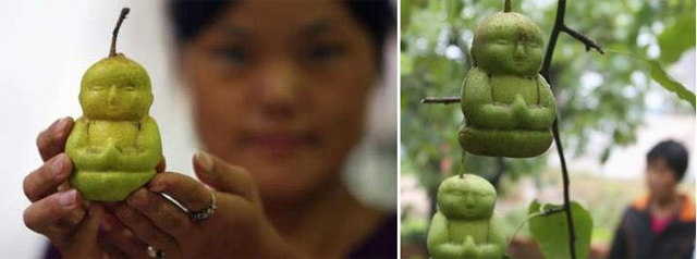 Agricultor chinês cria peras em forma de Buda