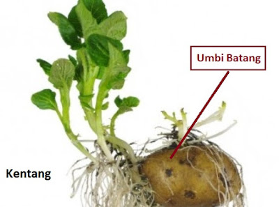 umbi batang perkembangbiakan vegetatif tumbuhan