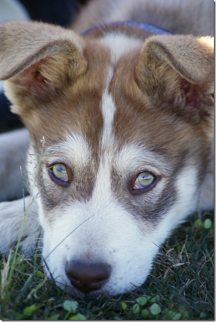 bailey