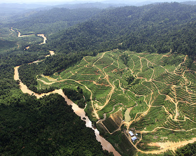 Deforestation by Palm Oil plantations