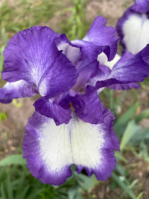 Image of Flower