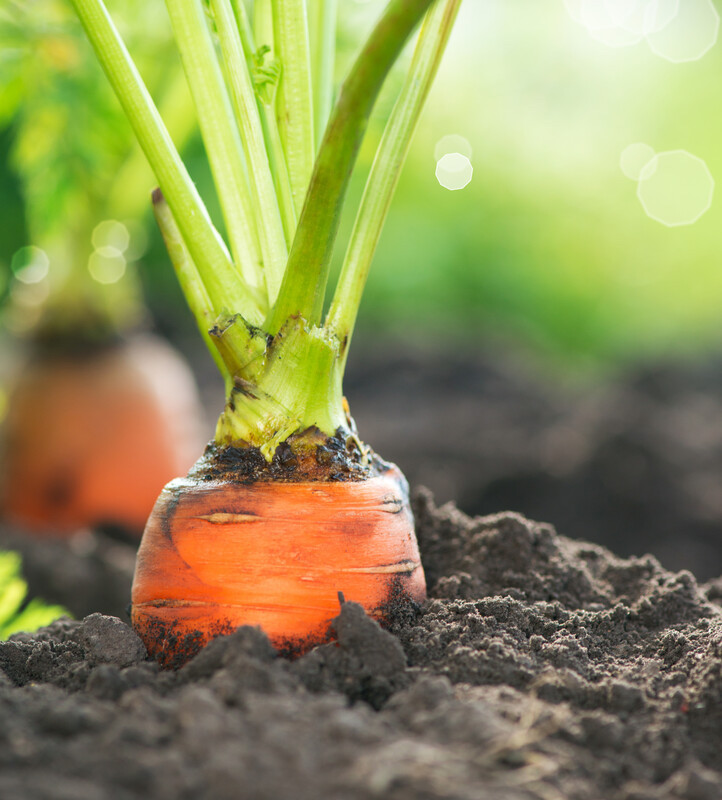 carrots growing in the ground