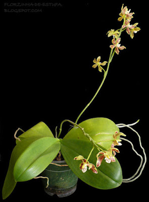 Phalaenopsis viridis care and culture