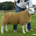 sheep the most expensive in the world