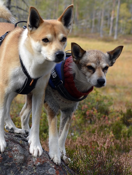 evjuvegen gulsvik lundehund