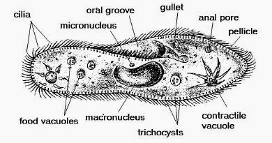  Hewan  Bersel  Satu Protozoa 