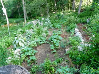 The Victory Garden