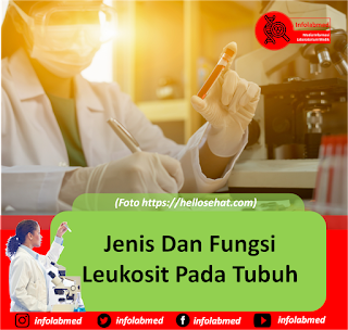 Jenis Dan Fungsi Leukosit Pada Tubuh  Info Laboratorium Medik