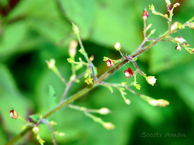 Scrophularia kakudensis