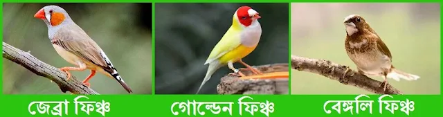 ফিঞ্চ পাখি