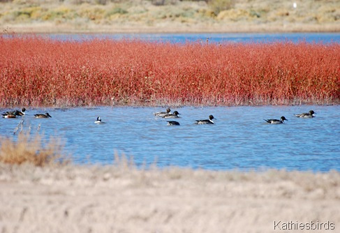 3. pintails-kab