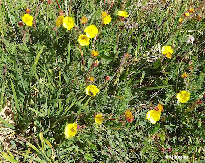 yellow tundra flowers with insects