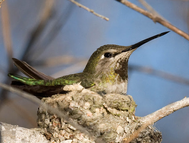 San Diego, California Backyard bird: Anna's Hummingbird