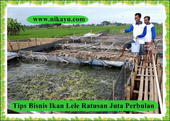 Bisnis Ikan Lele, Melonjak Tajam Ditengah Pandemi Covid-19