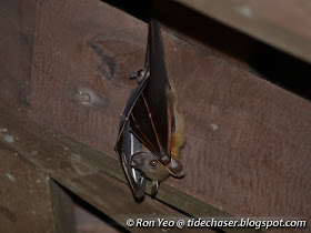 Fruit Bat (Cynopterus sp.)