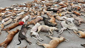 Di Lombok Tengah Anjing Liar Diracun Sampai Mati Hindari Rabies