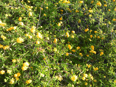 lantana amarilla