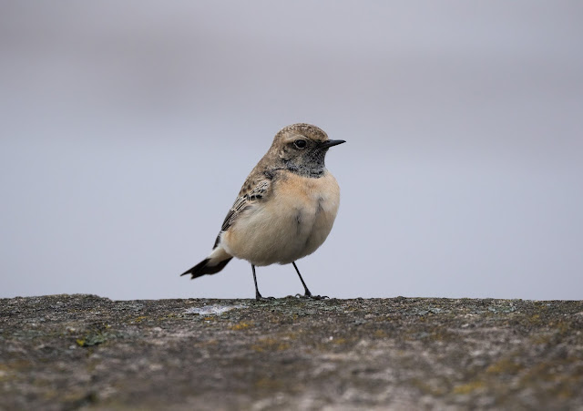 Pied Wheatear - Meols, Wirral