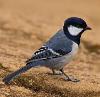 Suara kicau burung gelatik batu gacor