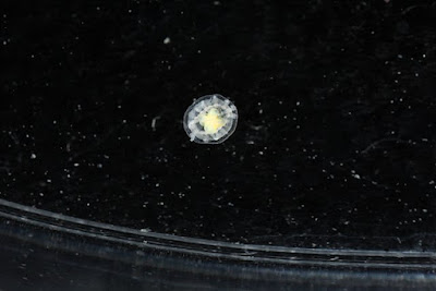 An Image of Turritopsis dohrnii (Immortal Jelly)