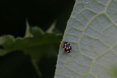 Schaakbordlieveheersbeestje - Fjirtjinstippich Ingeltsje - Propylea quatuordecimpunctata