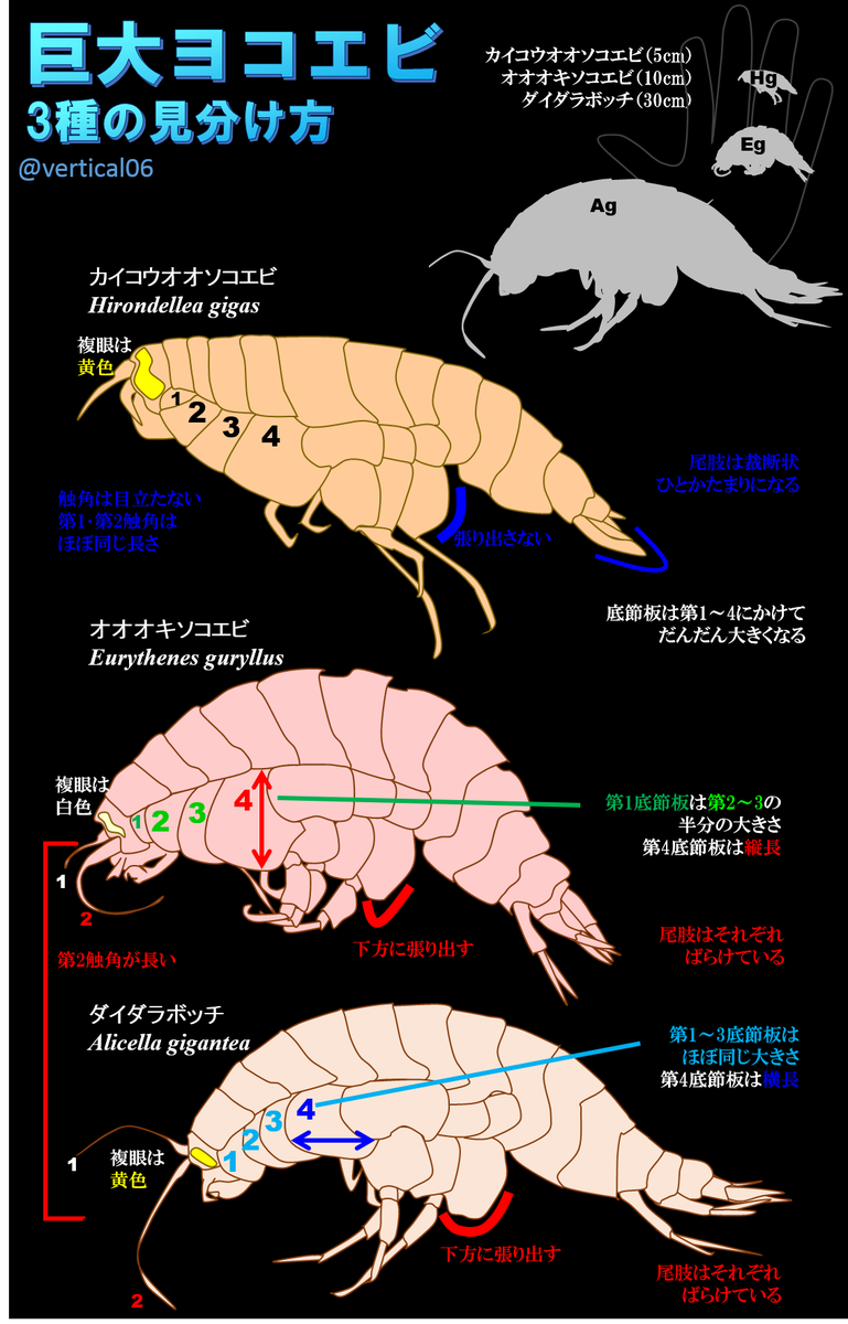 ヨコエビがえし 9月 17