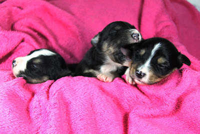 cachorros pastor australiano