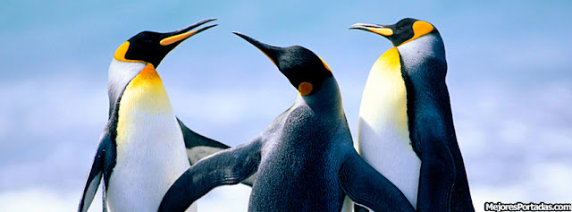 Grupo de pingüinos - Mejores Portadas Facebook