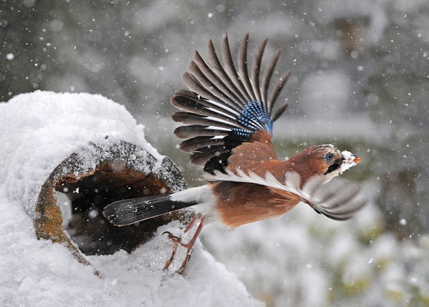 British Wildlife Photography Awards 2011