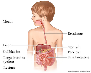 Digestive System for Kids: The Mouth cavity Begins Everything Moving