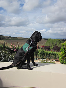 The back of Foley as he looks off into the distance, sitting on the ledge overlooking the vineyard