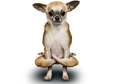 wallpapers de perros. wallpaper hd dogs doing yoga