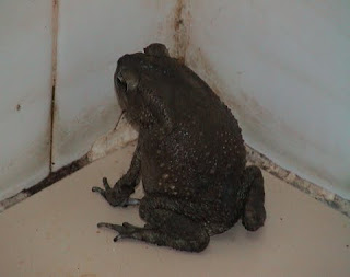 Toad