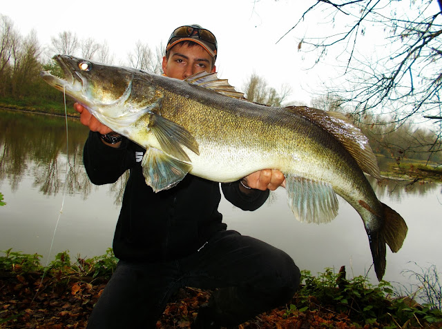 Savage Gear Quentin Combe Zander Sandre Record 90 Loire 3D Trout 12.5cm Golden Albino Rainbow