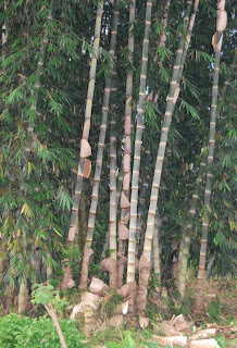 http://rumahidaman87.blogspot.com/2012/10/kayu-kian-langka-bambu-laminasi-jadi-solusi.html