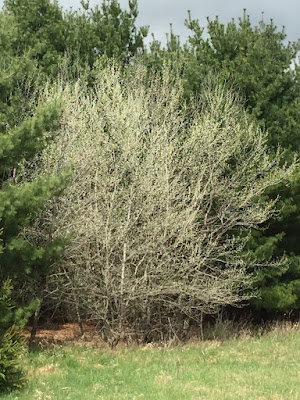 photo of an aspen grove