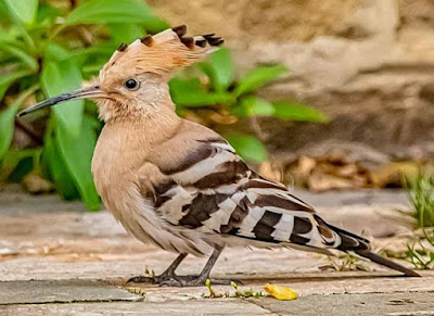 The Hoopoe