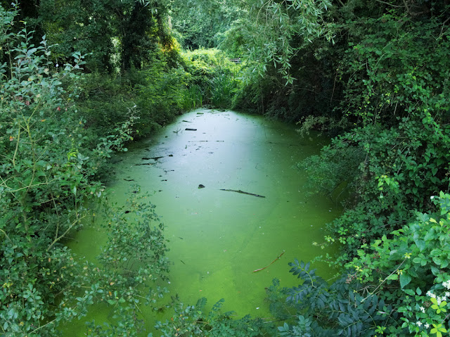 Duckweed on Dickerson's Pit 