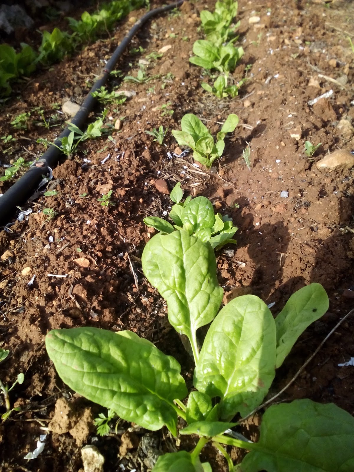 Cultivar el Huerto Casero.: Como aclarar las espinacas ...