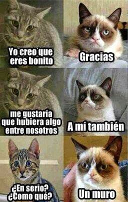 chistes animales