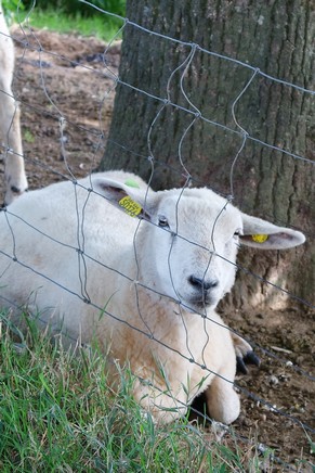 france limousin haute-vienne monts blond cieux randonnée chemin hêtres