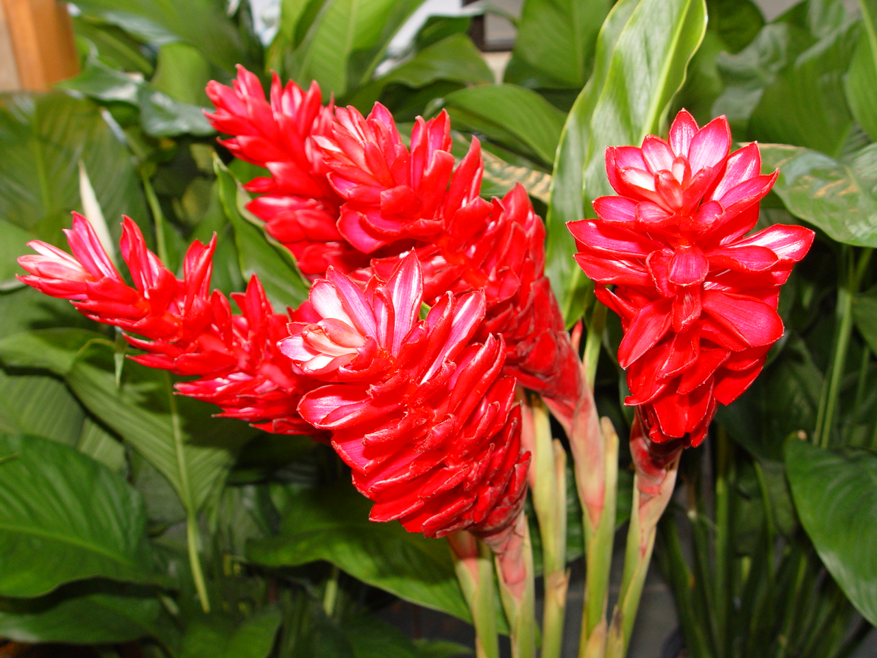 Red ginger flowers pictures. ALPINIA