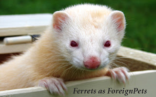 home pets - ferrets outlook