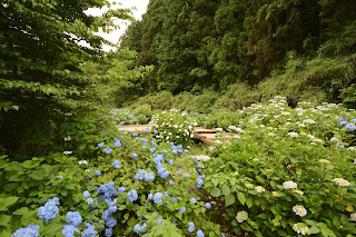 辰ノ口親水公園紫陽花園2020