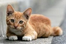gato
