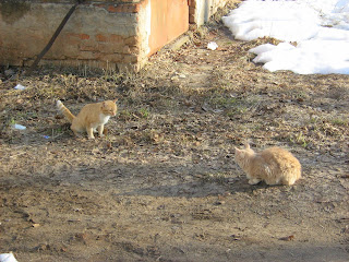 Peach Cat And Fire-Red Cat