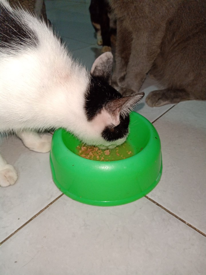 Animonda Carny Cat Drink, air minum kucing