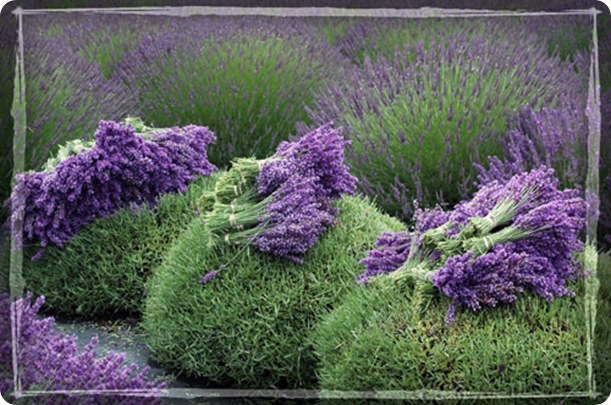 lavender-harvest